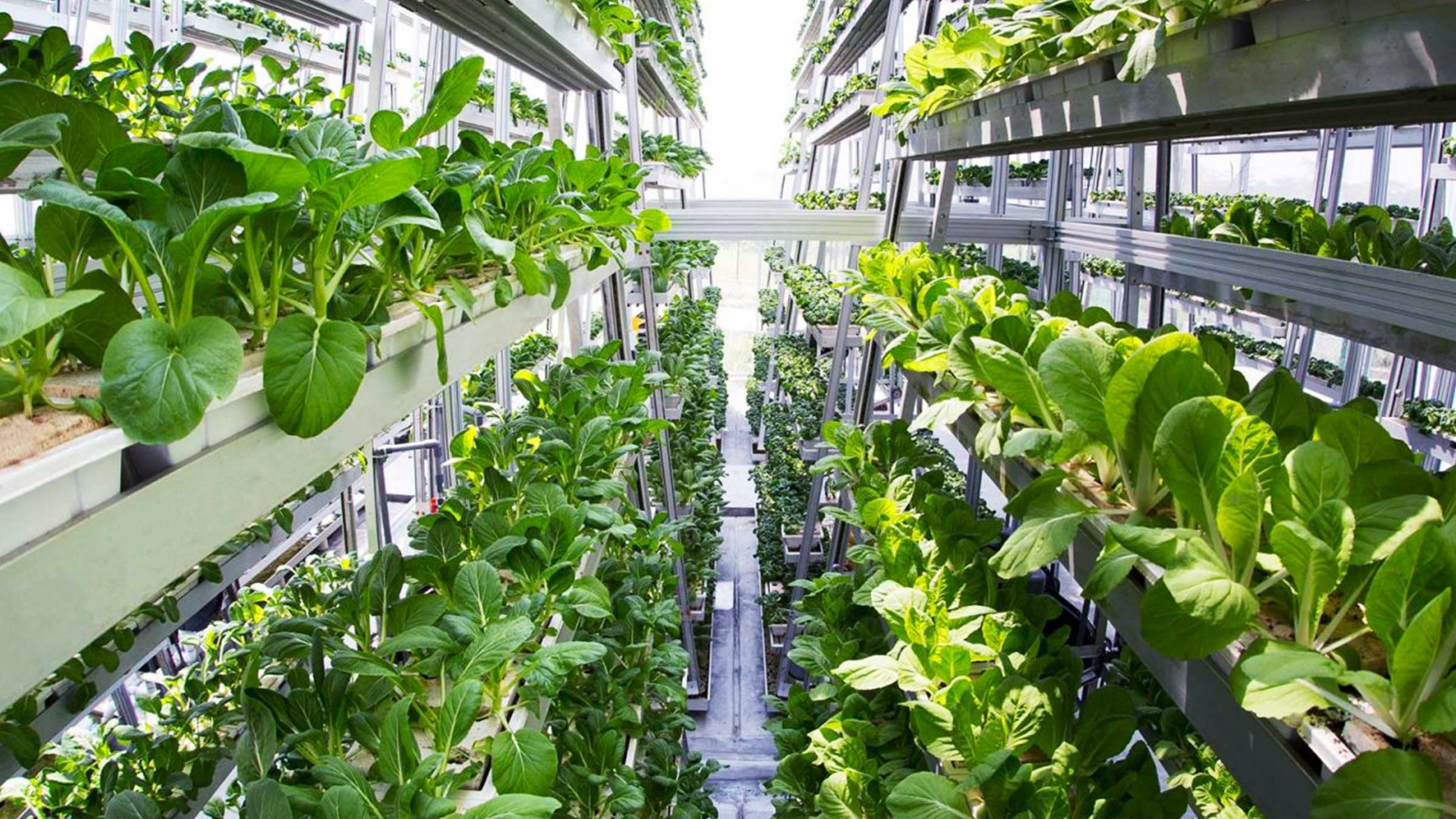 Vertical Farming, a growing industry?