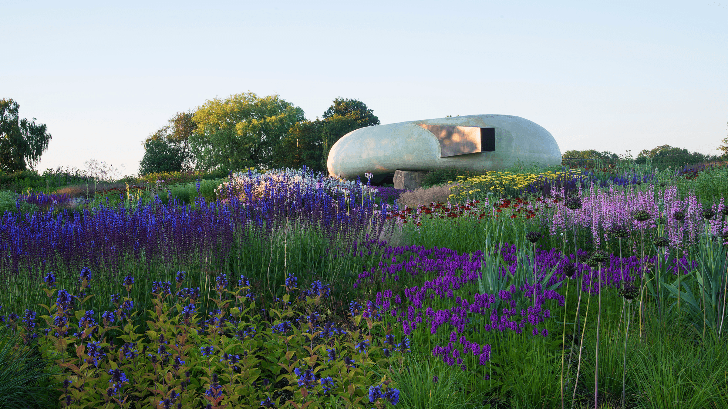 Purple flowers in a field in Somerset, with the exterior of a modern building.