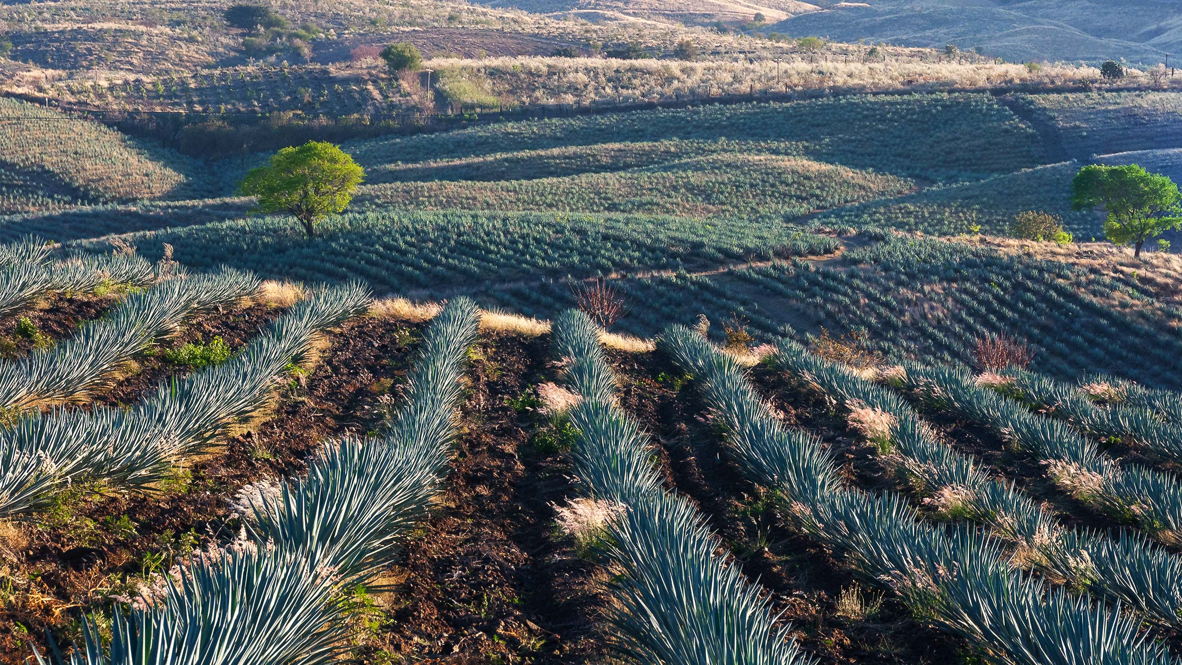 rows of agave plants