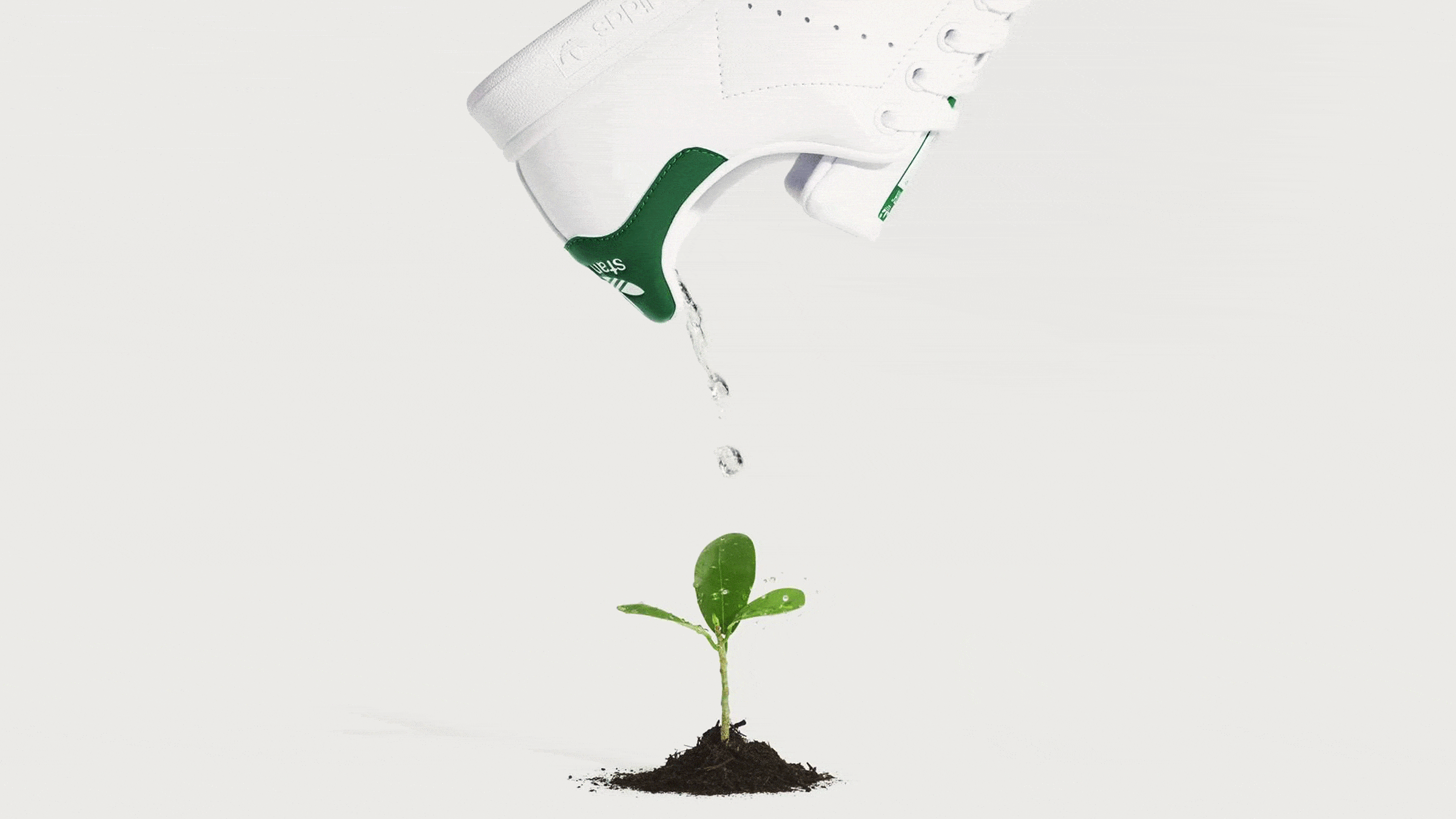An Adidas Stan Smith trainer hovering above a sprouting plant