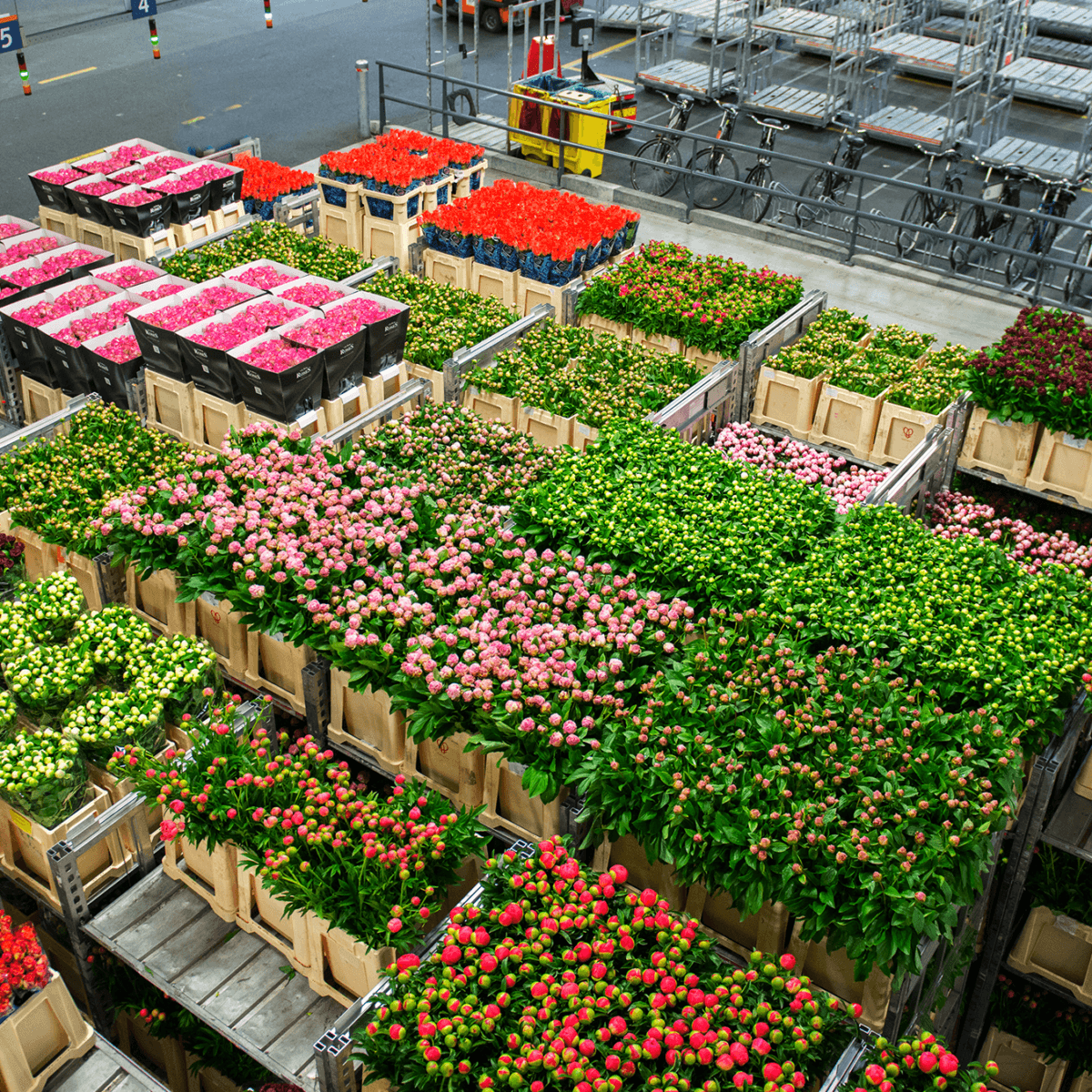 Boxes of colourful flowers in a Dutch warehouse