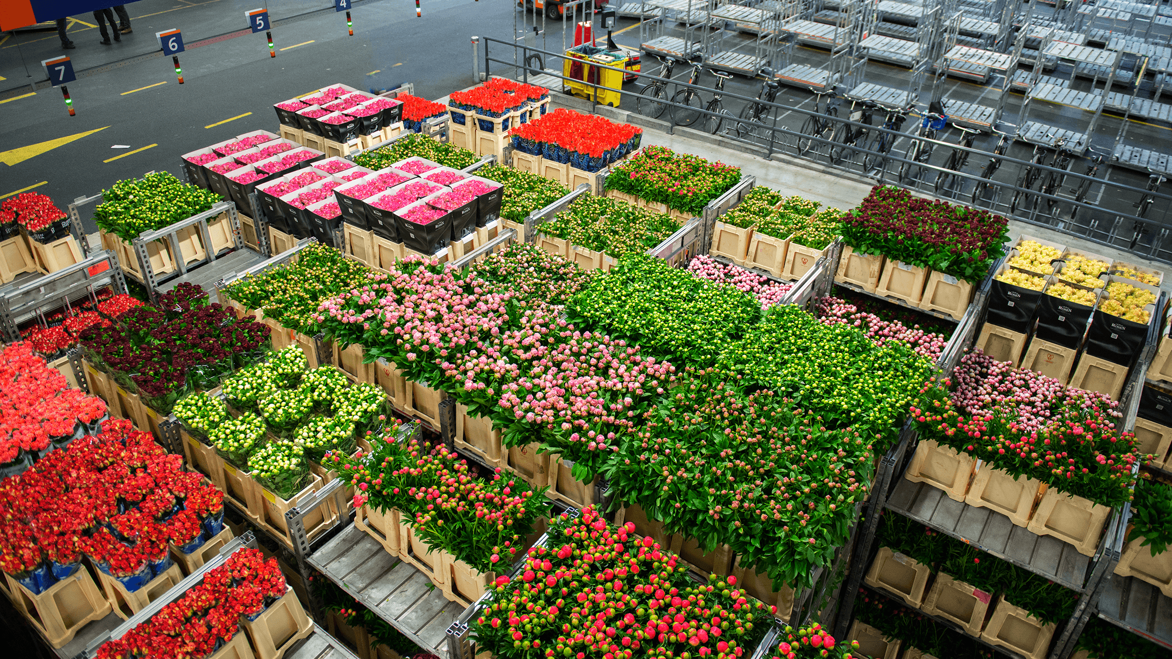 Boxes of colourful flowers in a Dutch warehouse