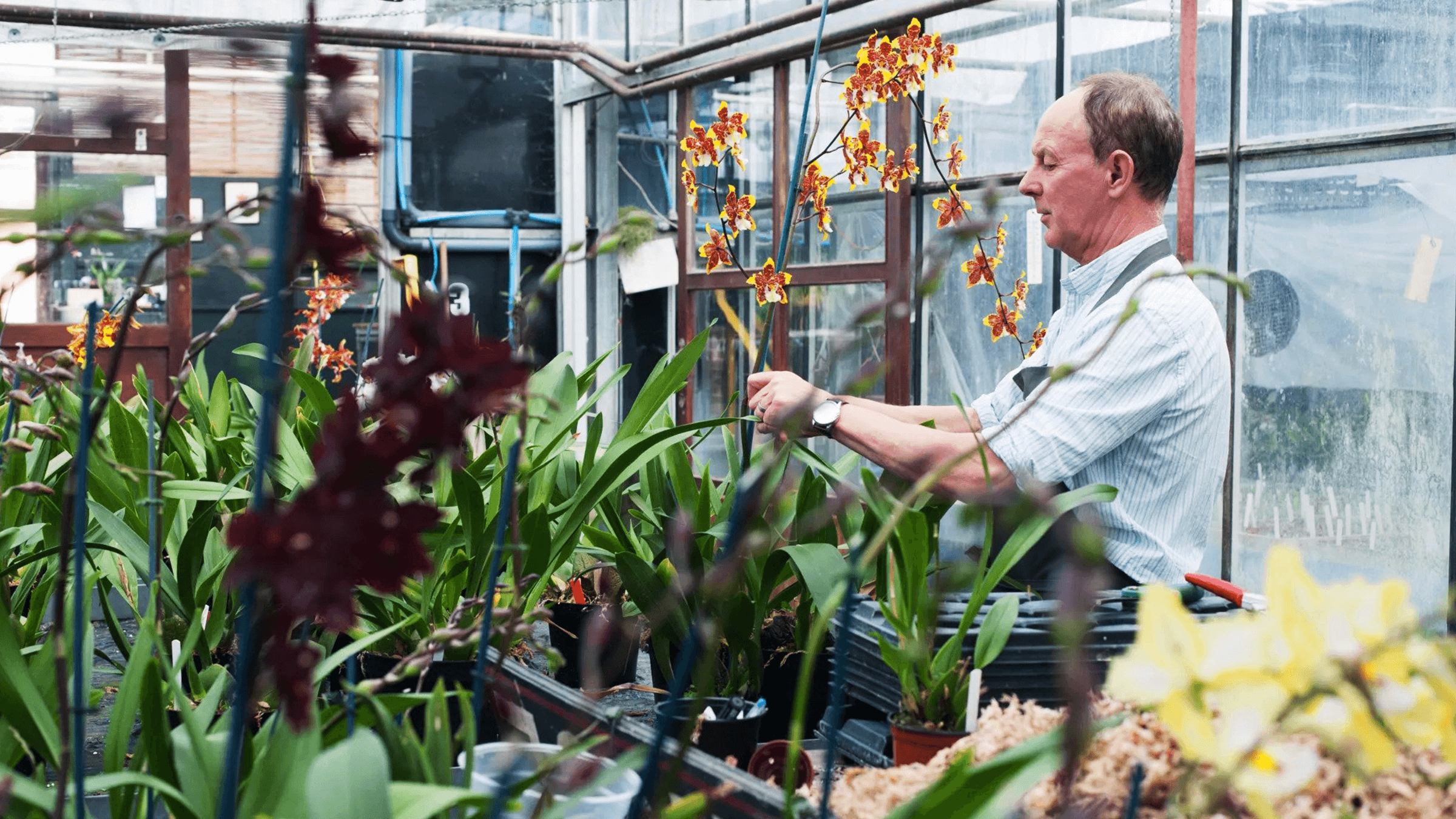 A man is tending to flowers on an orchid farm