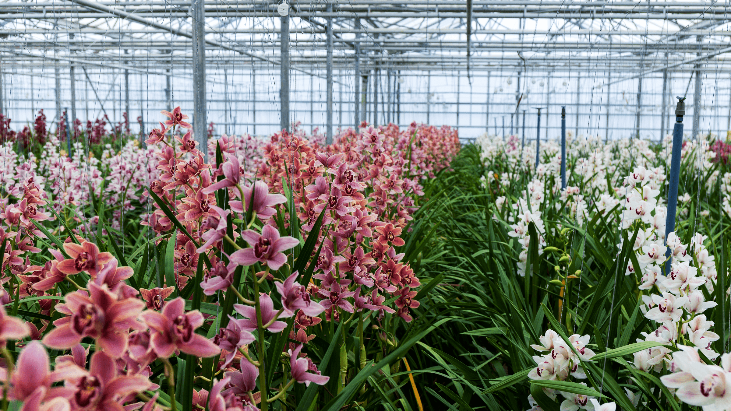 An orchid farm with pink and white orchids